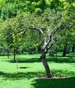 The Role of Agroforestry in Sustainable Land Management