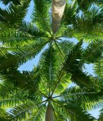 The Economic Potential of Agroforestry in Nigeria